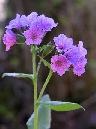 pulmonaria