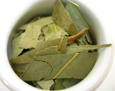 infusiones de eucalipto